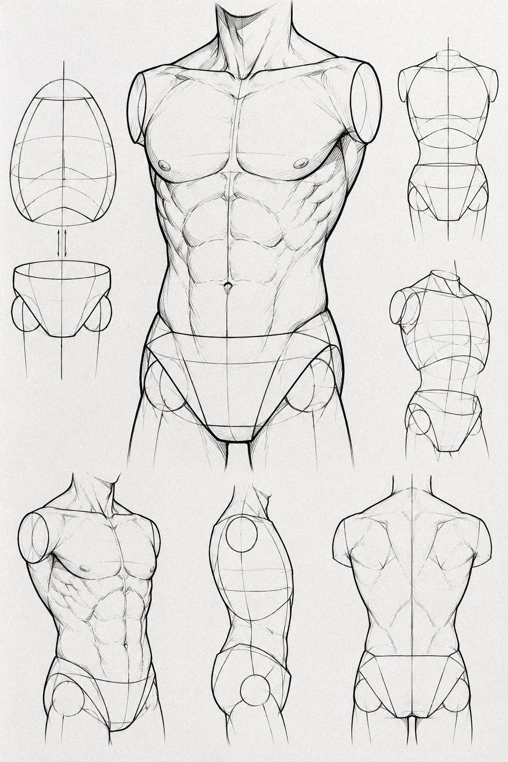 Le torse en deux volumes simples